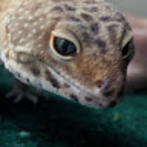 Meet your Posher, Bruce